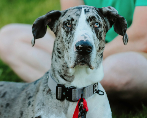 a black, gray, and white dog